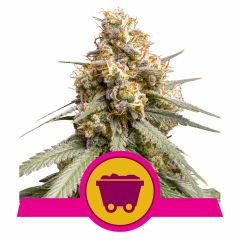 Royal Queen Seeds Shining Silver Haze feminisierte Hanfsamen
