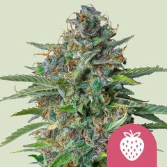 Royal Queen Seeds Strawberry Cough Hanfsamen
