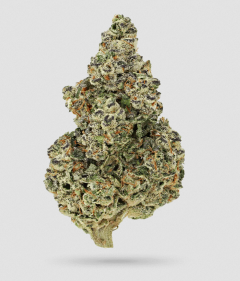 Crazy Roses Fast Version Feminisiert