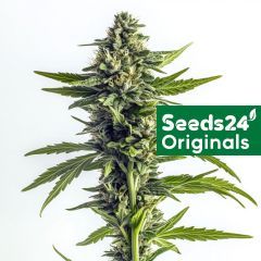 Amnesia Haze F1 Feminisiert