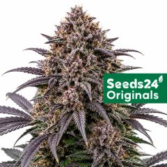 Seeds24 Blackberry Auto Cannabis Blüte