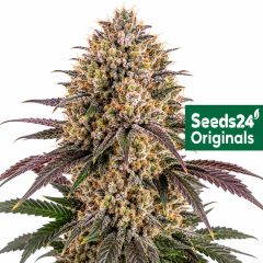 Forbidden Fruit Auto
