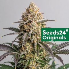 Mimosa F1 Feminisiert