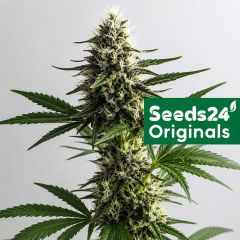 Seeds24 NYC Diesel Cannabis Blüte 