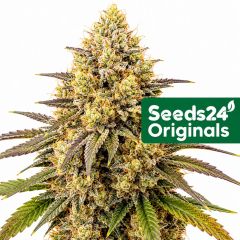Sherbet Auto
