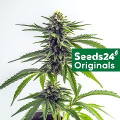 Sour Mac F1 Feminisiert