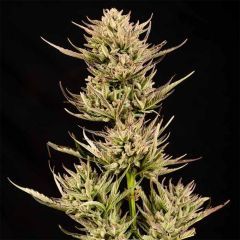 Seedsman Seeds Cookie Apple OG F1 Automatic Hanfsamen Cannabisblüte