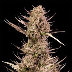 Seedsman Seeds Garlic Muffin F1 Automatic Hanfsamen Cannabisblüte