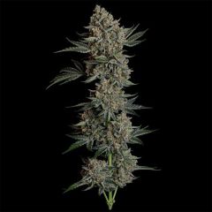 Seedsman Seeds Gelato 41 BX Automatic Hanfsamen Cannabisblüte