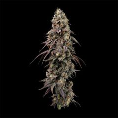Seedsman Seeds jealousy Fast Feminisierte Hanfsamen Cannabisblüte