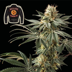 Seedsman Seeds Badazz Cookies OG Feminisierte Hanfsamen 