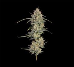 Seedsman Seeds Chem Cookies Automatic Hanfsamen Blüte