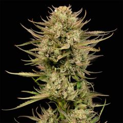 Seedsman Seeds Cherry Punch F1 Feminisierte Hanfsamen Blüte