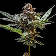 Seedsman Seeds Jelly Cake Feminisierte Hanfsamen Blüte