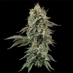 Sour Diesel Feminisiert