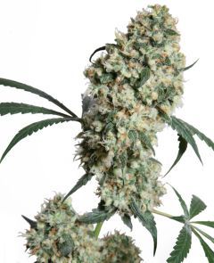 sensi seeds Ed Rosenthal Superbud hanfpflanze