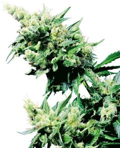Hash Plant Regulär