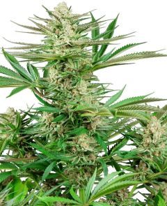 sensi seeds Malibu OG Gold Feminisierte Hanfsamen Cannabisblüte