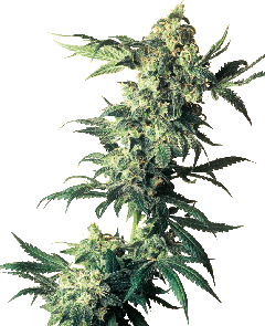 Sensi Seeds Northern Lights reguläre Hanfsamen Blüte