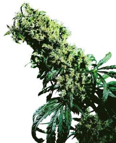 sensi seeds northern lights x haze regular hanfpflanze