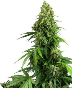 Honey Melon Kush Auto