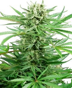 sensi seeds Papi Chulo OG Feminisierte Hanfsamen Cannabisblüte