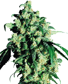 Super Skunk Regulär