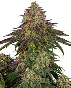 Sweet Cherry Kush Feminisiert
