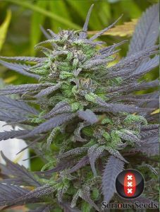 Serious Seeds Biddy Early feminisierte Hanfsamen