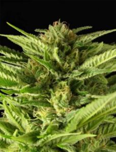 Serious Seeds Fruity Durban Feminisierte Cannabissamen