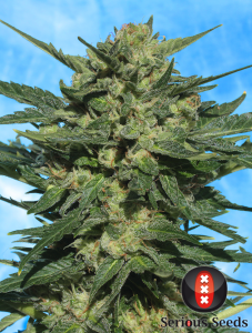 Serious Seeds White Russian Automatic Hanfsamen