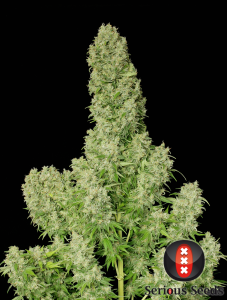 Serious Seeds White Russian feminisierte Hanfsamen