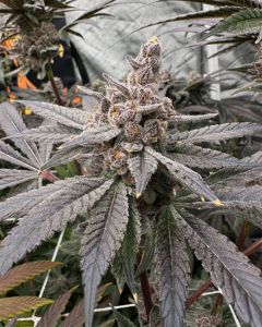 Solfire Gardens Gasserole Feminisierte Cannabissamen Blüte