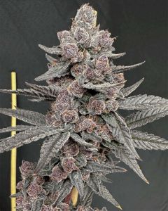 Solfire Gardens Sinferno Feminisierte Cannabissamen Blüte
