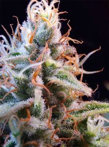 Super Sativa Seed Purple OG Punch Automatic Hanfsamen Cannabisblüte