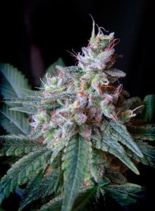 Sweet Seeds Cream Caramel F1 Fast Version Hanfsamen 