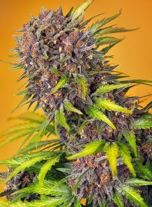 Sweet Seeds Diablo Rojo XL Automatic Hanfsamen Cannabisblüte