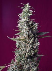 Sweet Seeds Sweet Cherry Pie Feminisierte Hanfamen
