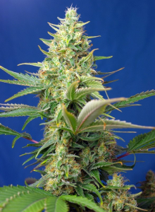 Sweet Pure CBD Auto