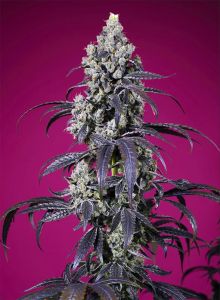 Sweet Seeds Tropicanna Cherry XL Automatic Cannabissblüte