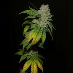 The Cali Connection Larry OG Feminisierte Hanfsamen Blüte