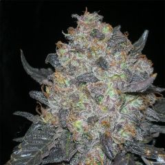 The Cali Connection Black Water Feminisierte Hanfsamen Blüte