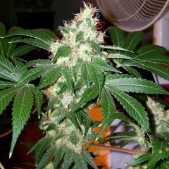 The Cali Connection Chem Valley Kush Feminisierte Hanfsamen Blüte
