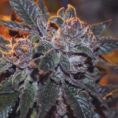 The Cali Connection Corleone Kush Feminisierte Hanfsamen Blüte