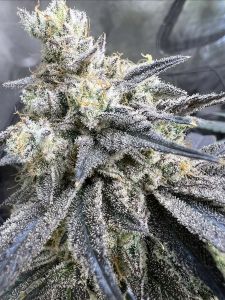 Unami Seed Co Juice Pack Feminisierte Cannabissamen
