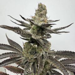 Unami Seed Co Melt Mode Feminisierte Cannabissamen