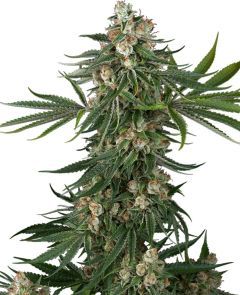White Labes Seed Co Vlad the Inhaler Feminisierte Hanfsamen Cannabisblüte