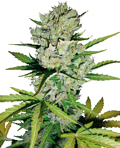 White Label Skunk #1 automatic Hanfsamen Blüte
