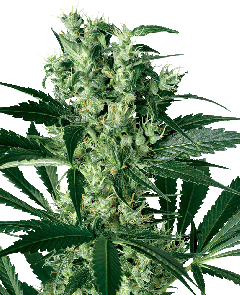 White Label X Haze feminisierte Hanfsamen Blüte