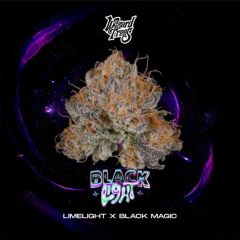 Wizard Trees Black Light Feminisierte Cannabissamen